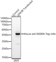 Mouse anti DDDDK-Tag mAb