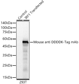 Mouse anti DDDDK-Tag mAb