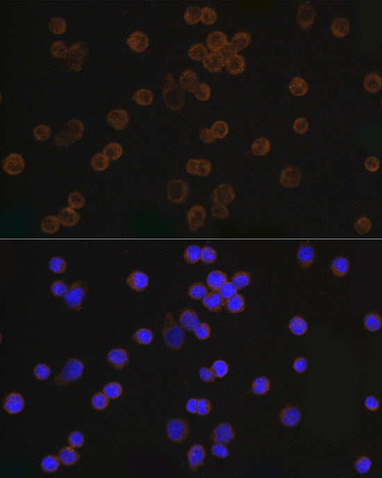 Mouse anti DDDDK-Tag mAb
