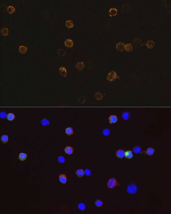 Mouse anti DDDDK-Tag mAb
