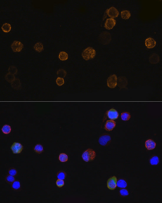 Mouse anti DDDDK-Tag mAb