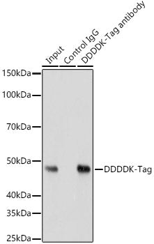 Mouse anti DDDDK-Tag mAb