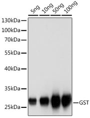 Rabbit anti GST-Tag pAb