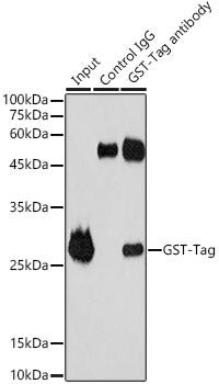 Rabbit anti GST-Tag pAb