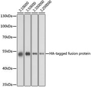 Mouse anti HA-Tag mAb