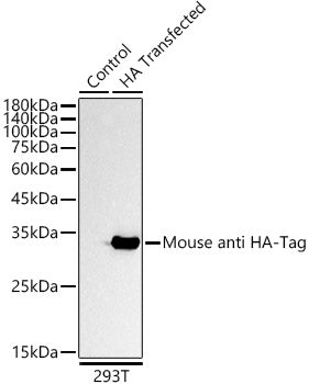 Mouse anti HA-Tag mAb