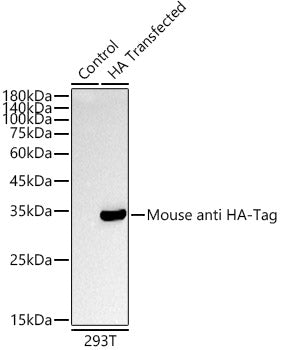 Mouse anti HA-Tag mAb