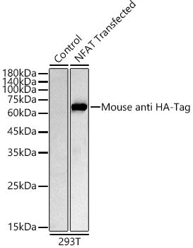 Mouse anti HA-Tag mAb