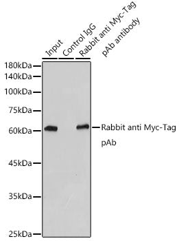 Rabbit anti Myc-Tag pAb