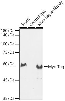 Rabbit anti Myc-Tag pAb