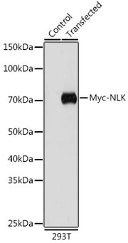 Mouse anti Myc-Tag mAb
