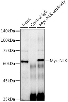 Mouse anti Myc-Tag mAb