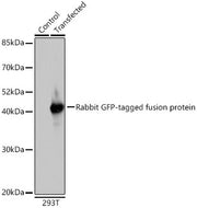 Rabbit anti GFP-Tag pAb