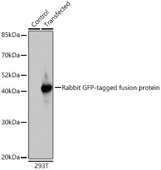 Rabbit anti GFP-Tag pAb