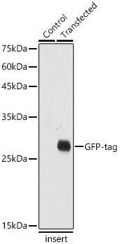 Rabbit anti GFP-Tag pAb