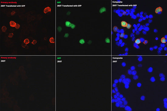 Rabbit anti GFP-Tag pAb