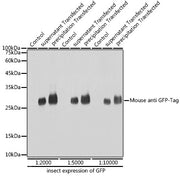 Mouse anti GFP-Tag mAb