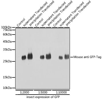 Mouse anti GFP-Tag mAb