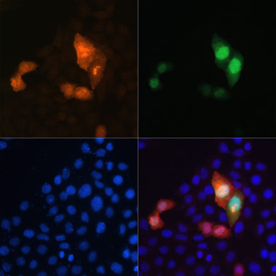 Mouse anti GFP-Tag mAb