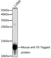 Mouse anti V5-Tag mAb