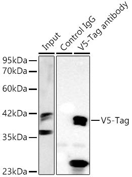 Mouse anti V5-Tag mAb