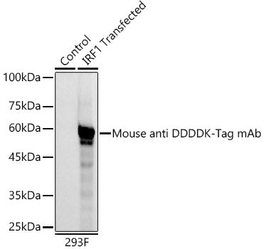 HRP-conjugated Mouse anti DDDDK-Tag mAb