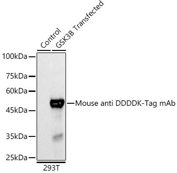 HRP-conjugated Mouse anti DDDDK-Tag mAb