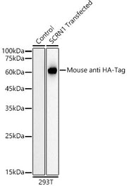 HRP-conjugated Mouse anti HA-Tag mAb