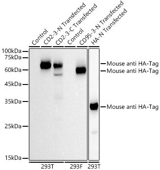 HRP-conjugated Mouse anti HA-Tag mAb