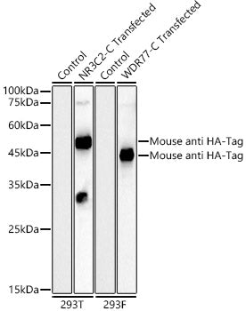 HRP-conjugated Mouse anti HA-Tag mAb