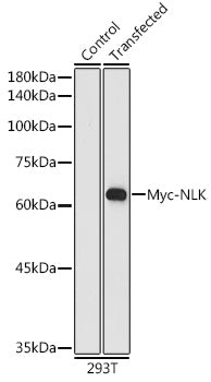 HRP-conjugated Mouse anti Myc-Tag mAb