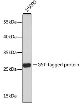 HRP-conjugated Mouse anti GST-Tag mAb