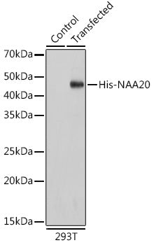 HRP-conjugated Mouse anti His-Tag mAb