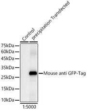 HRP-conjugated Mouse anti GFP-Tag mAb