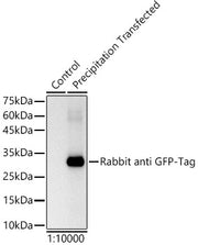 HRP-conjugated Rabbit anti GFP-Tag mAb