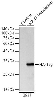Rabbit anti HA-Tag pAb