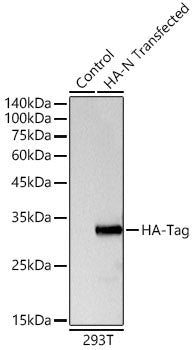 Rabbit anti HA-Tag pAb