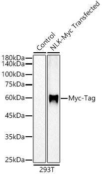 Myc-Tag Rabbit mAb