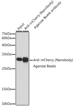 Agarose beads-conjugated anti-mCherry VHH Single Domain antibody