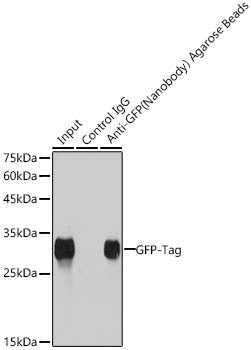 Agarose beads-conjugated anti-GFP VHH Single Domain antibody