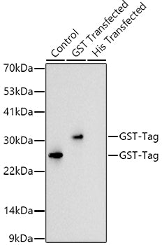 Rabbit anti GST-Tag mAb