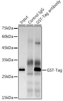 Rabbit anti GST-Tag mAb