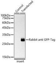 Rabbit anti GFP-Tag mAb