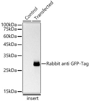 Rabbit anti GFP-Tag mAb