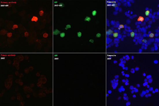 Rabbit anti GFP-Tag mAb