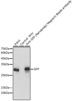 Magnetic beads-conjugated anti-GFP VHH Single Domain antibody
