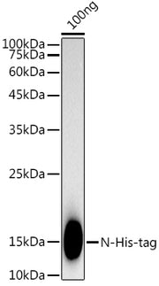 Rabbit anti His-tag mAb
