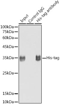 Rabbit anti His-tag mAb