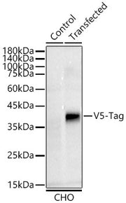 Rabbit anti V5-Tag mAb