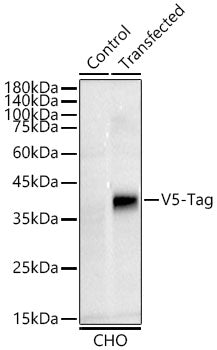 Rabbit anti V5-Tag mAb